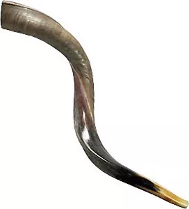 Cuerno de shofar kudu yemenita yemenita medio pulido natural judaica kosher Israel - Imagen 1 de 4