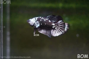 LIVE BETTA HMPK MALE BLACK MAMBA | BOM-A246 - Picture 1 of 20