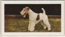 Hornimans Tea Dog Cards 1961. Fox Terrier (wire haired)