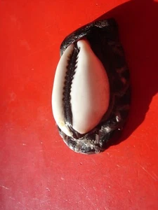 Niger Tuareg leather amulet pendant with one shell  L40 mm - Picture 1 of 6
