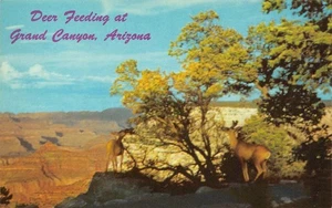 Deer Feeding at Grand Canyon, Arizona c1960s Chrome Vintage Postcard - Picture 1 of 2