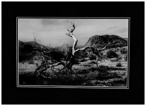 Nature Photography, Title: The Desert Tree Framed Ready to Display - Picture 1 of 4