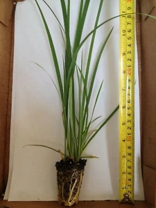 6 Yellow African Iris - These are small starter plants less than 12 inches. - Picture 1 of 3