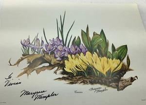 1975 Maryrose Wampler Signed Print Crocus J L Wade 10"X 8" - Picture 1 of 6