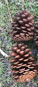 2 PCS Australian Natural Giant Pine Cones (XL) 13 To 15 Cm FOR ALL SEASONS - Picture 1 of 1