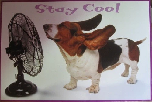 Poster Stay Cool Dog Basset Hound - Image 1 of 1