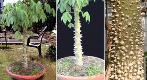 Kapok-Baum Ceiba pentandra ✾ bildet zarte Wolle aus Seide ✾Zimmerpflanze ✾ Samen - Bild 1 von 1