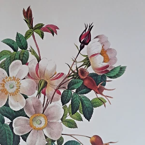 Pierre Joseph Redoute Botanical Flowers ROSIER DE CANDOLLE Print Book Plate 130 - Picture 1 of 2