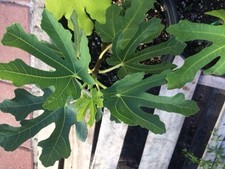 2 Fig Trees-'Magnolia' grow fresh delicious figs in your garden