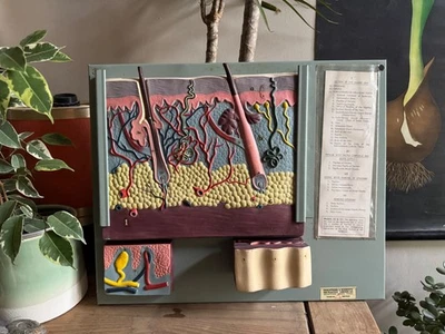Vintage anatomical model of SKIN Hair follicle & sweat glands - Image 1 of 4
