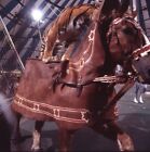 LD154-908 70s RINGLING BARNUM BAILEY CIRCUS HORSE TIGER 2 1/4" ORIG COLOR FILM