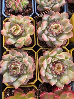 Imported  sugar kiss ucculent 1pc - Image 1 of 2