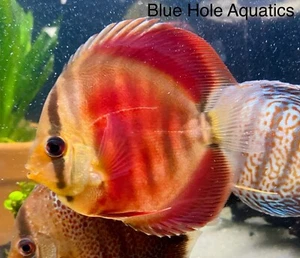 Red Rose Discus 3-4” Live Discus Fish - Picture 1 of 5