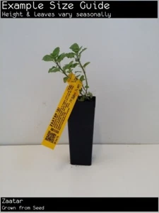 Zaatar (Origanum syriaca) Fruit Tree Plant - Picture 1 of 2
