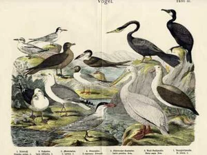 1868 HANSELMANN HC LITHO albatro, gabbiano, skua, tern, pellicano, schiumatoio, anhinga - Foto 1 di 2