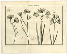 Antique Print-LXXVIII-IXIA-BABIANA-GEISSORHIZA-Houttuyn-Linnaeus-Philips-1767