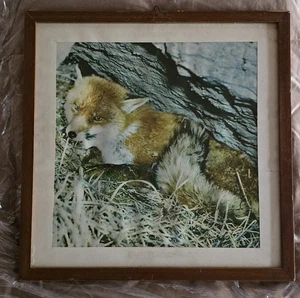 Quadro incorniciato con bellissima volpe - Foto 1 di 1