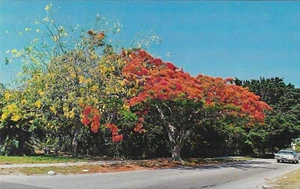Vintage Florida Chrome Postcard Colorful Golden Shower Tree and Royal Poinciana - Picture 1 of 2