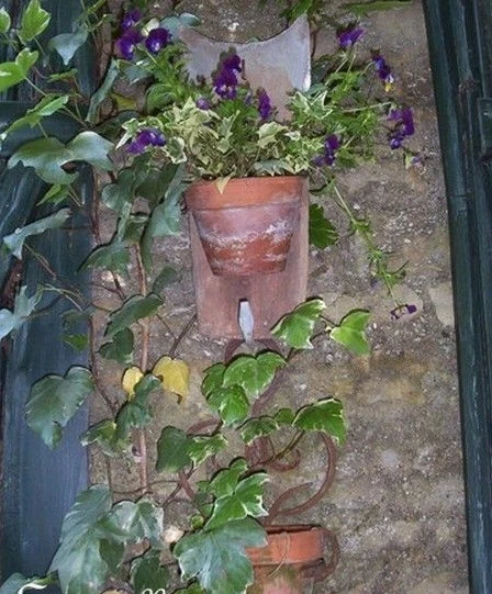 ♫ LIERRE 'Tout Mélange des Variétés' ♫ Graines ♫ Ornementale Grimpante Mellifère - Photo 1/4