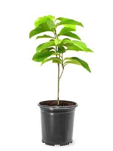 2 Live PAWPAW Trees bare root local native tree. over 12 inches - Picture 1 of 4