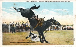 Midnight, World's Famous Bucking Horse White Border Postcard Posted 1936 - Picture 1 of 2