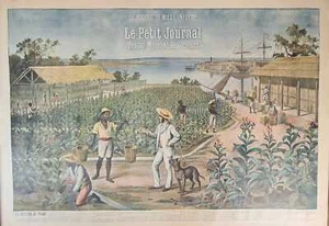 LE JOURNAL. LE PETIT JOURNAL. LA CULTURE DU TABAC. H.MEYER. VERS 1900. - Picture 1 of 1
