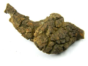 Coprolito de un fósil de tortuga gigante antiguo Madagascar 30,14 gramos - Imagen 1 de 5