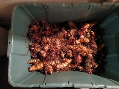 Canna Lily Bulbs (various colors) 15 bulbs - Image 1 of 4