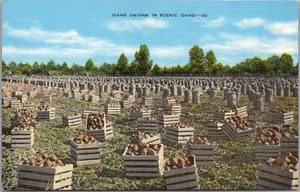 Postal de agricultura/agricultura de IDAHO de 1940 "Cebollas en Idaho escénico" lino Kropp - Imagen 1 de 2