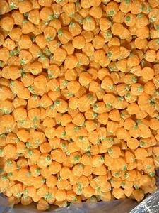 Sour Pumpkin Jelly Gummy Candy Bulk  8OZ 1LB 1.5LB 3LB 5LB 10LB - Picture 1 of 1