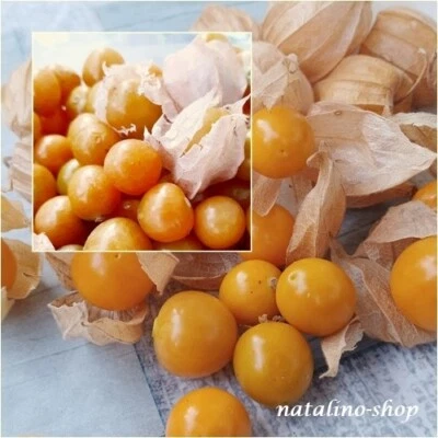 Physalis *Zolotaya Rossyp* 30+ Samen *Физалис *Золотая россыпь Physalis pruinosa - Bild 1 von 2