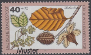 Specimen, Germany ScB565 Woodland Plant, Tree, Red Beech - Picture 1 of 1