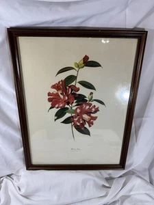 AMERICAN CAMELIA SOCIETY c 1970 Litho Print Home Decor Interior Framed - Picture 1 of 7