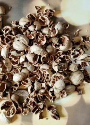 CASCOS/cáscaras de nuez de nogal para barbacoa ~ parrilla ahumada - 8 libras - REDUCIDO   Foto 1 de 4