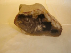 BEAUTIFUL POLISHED PETRIFIED AGATIZED WOOD LIMB 3-1/4"X 1-3/4" X 3" OREGON  - Picture 1 of 5
