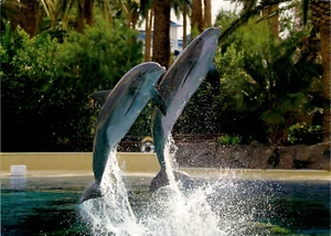 Siegfried & Roy's Secret Garden & Dolphin Habitat • Mirage Casino Las Vegas NV - Foto 1 di 2