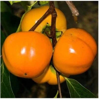 VIVAIO GARDEN FOREST Pianta di Kaki Mela vaso 24cm