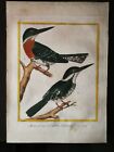 ANTIQUE COLOUR ENGRAVING - KINGFISHER- BY F.N. MARTINET&G.L.BUFFON ,1770-1786