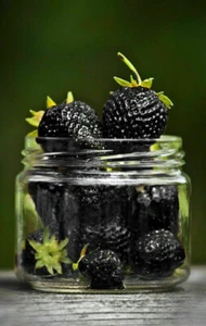 FRAISE NOIRE - FRAISE NOIRE, 50 GRAINES + GRATUIT+cadeau - Imagen 1 de 1