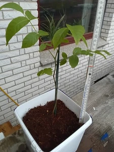 Walnussbaum - Juglans regia - Winterharte Pflanze 30-50cm - Bild 1 von 1