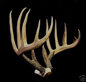 Huge replica B&C ANTLER DEER ANTLERS TAXIDERMY - Picture 1 of 5