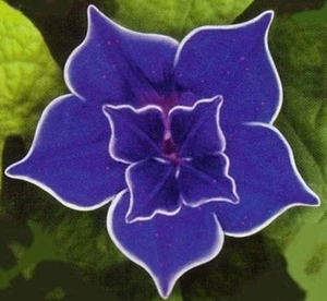 Garden Flowers 100 Blue Morning Glory grains Ipomoea - Foto 1 di 2
