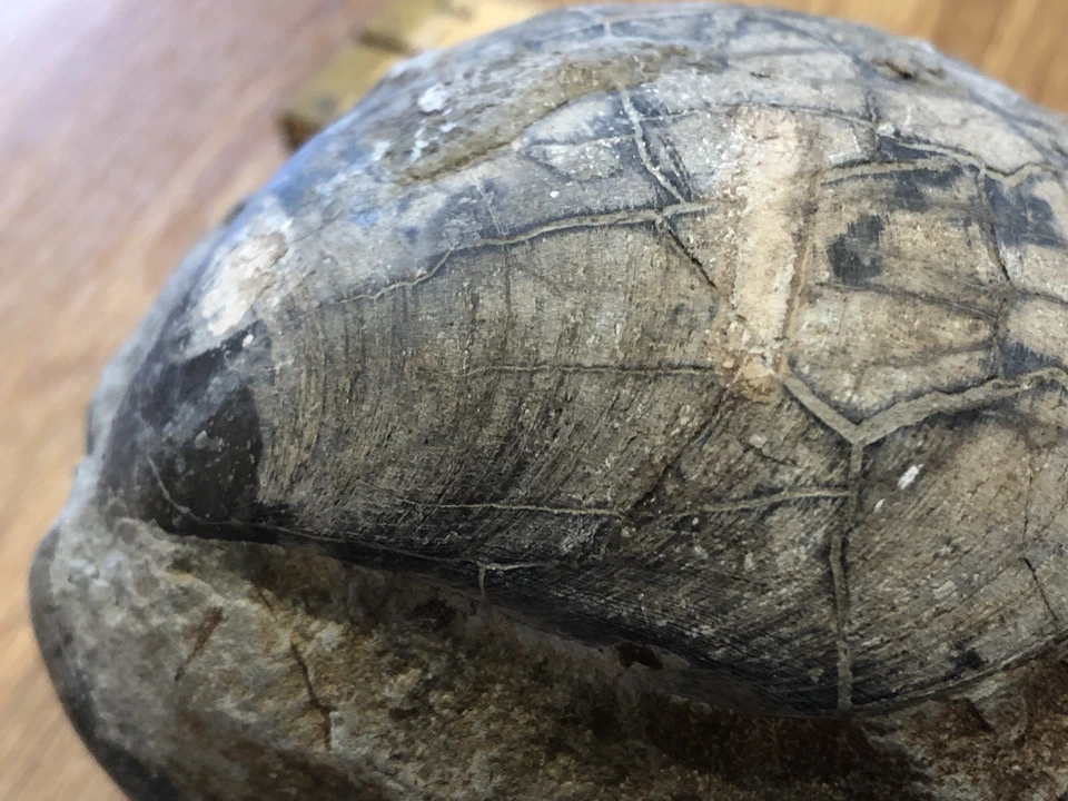9cm Plagiostoma giganteum Bivalve Fossil Lower Jurassic Penarth Wales - Image 1 of 4