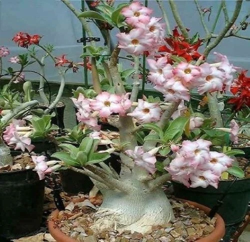 Adenium Arabicum 'Yemen',  10 seeds - Image 1 of 4