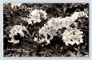 Postcard RPPC California Redwood Highway Azalea Flower Patterson 1930s Unposted - Picture 1 of 2