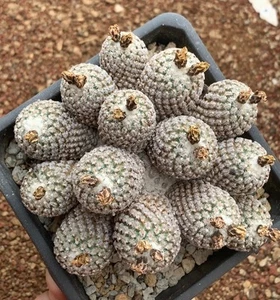 Rare Plant Turbinicarpus valdezianus WYSIWYG Self Rooted - Picture 1 of 3