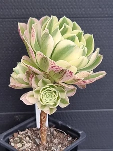 Aeonium "Maybach" ***((( Beautiful 3 Headed Plant )))*** - Picture 1 of 3