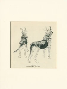 DEUTSCHER SCHSCHÄFERHUND VINTAGE 1945 MONTIERTER DRUCK VON VERE TEMPLE ZWEI STEHENDE HUNDE - Bild 1 von 1