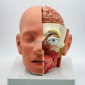 4 Part Human Head Skull Brain Anatomical Oral Nasopharyngeal Model Medical - Picture 1 of 3