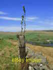 Photo 6x4 Mountain Ash Camphill Resr Growing out of fence post! c2007